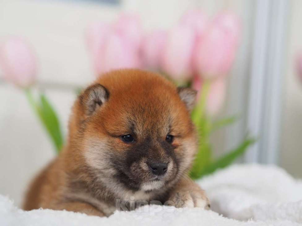 Собаки в Москве: Шиба ину щенки Мальчик, Бесплатно - фото 4