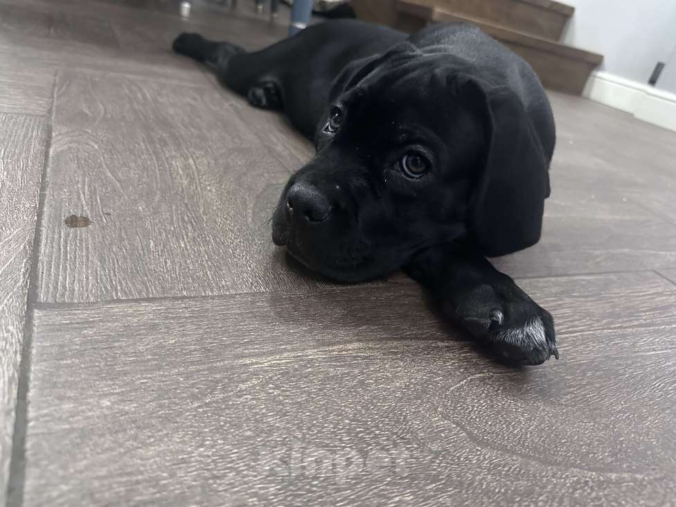 Собаки в других городах Московской области: Щенок кане-корсо Девочка, 40 000 руб. - фото 3