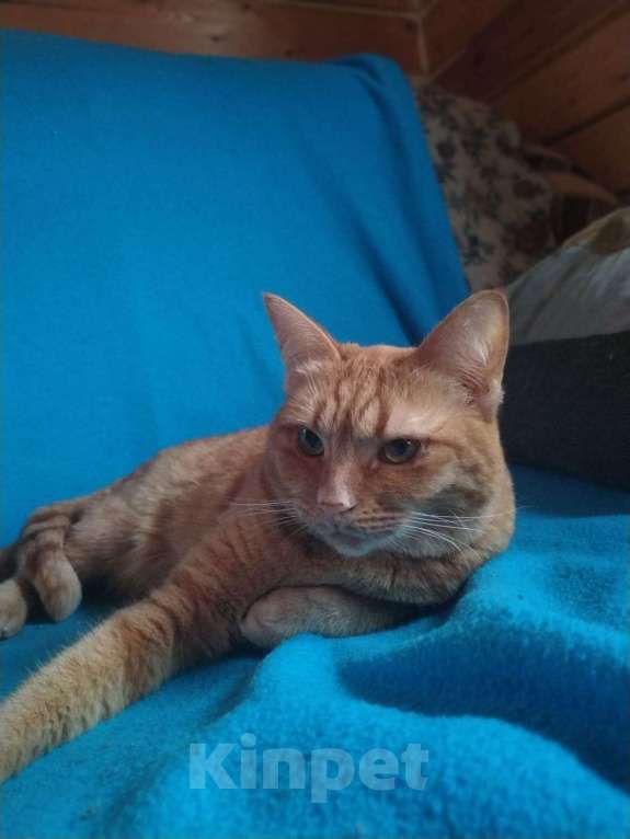 Кошки в Москве: Огненно-рыжая красотка кошка Злата ищет свою семью Девочка, Бесплатно - фото 7