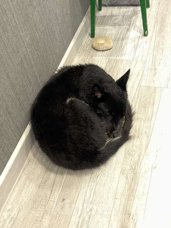 Собаки в других городах Московской области: Отдам в добрый руки Мальчик, Бесплатно - фото 4