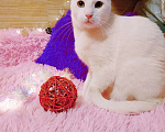 Кошки в Санкт-Петербурге: Белый кот 10мес. ищет дом  Мальчик, 200 руб. - фото 7