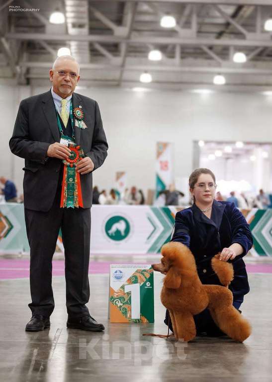 Собаки в Москве: Миниатюрный пудель, вязка  Мальчик, Бесплатно - фото 2