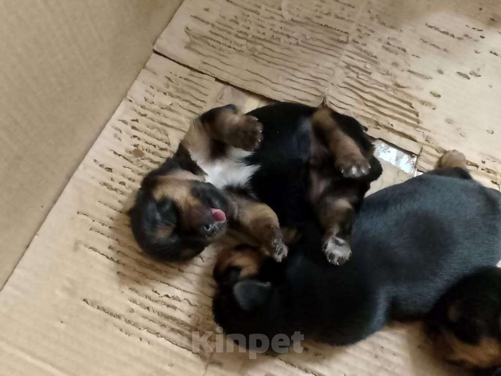 Собаки в Ростове-на-Дону: Йоркширский терьер  Мальчик, 35 000 руб. - фото 9