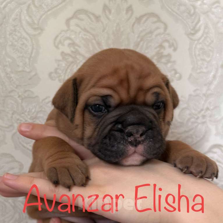 Собаки в Всеволожске: Континентальный бульдог РКФ Питомник Девочка, 150 000 руб. - фото 4