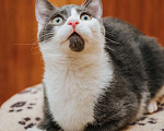 Кошки в Реутове: Замечательная и очаровательная кошечка Мушка в дар Девочка, Бесплатно - фото 5