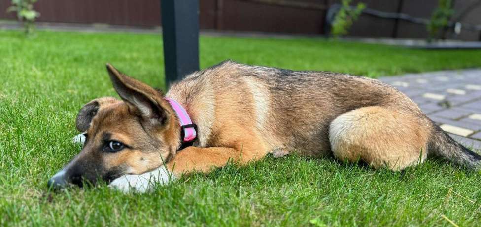Собаки в Москве: Щенок метис очарки вдар Девочка, Бесплатно - фото 4