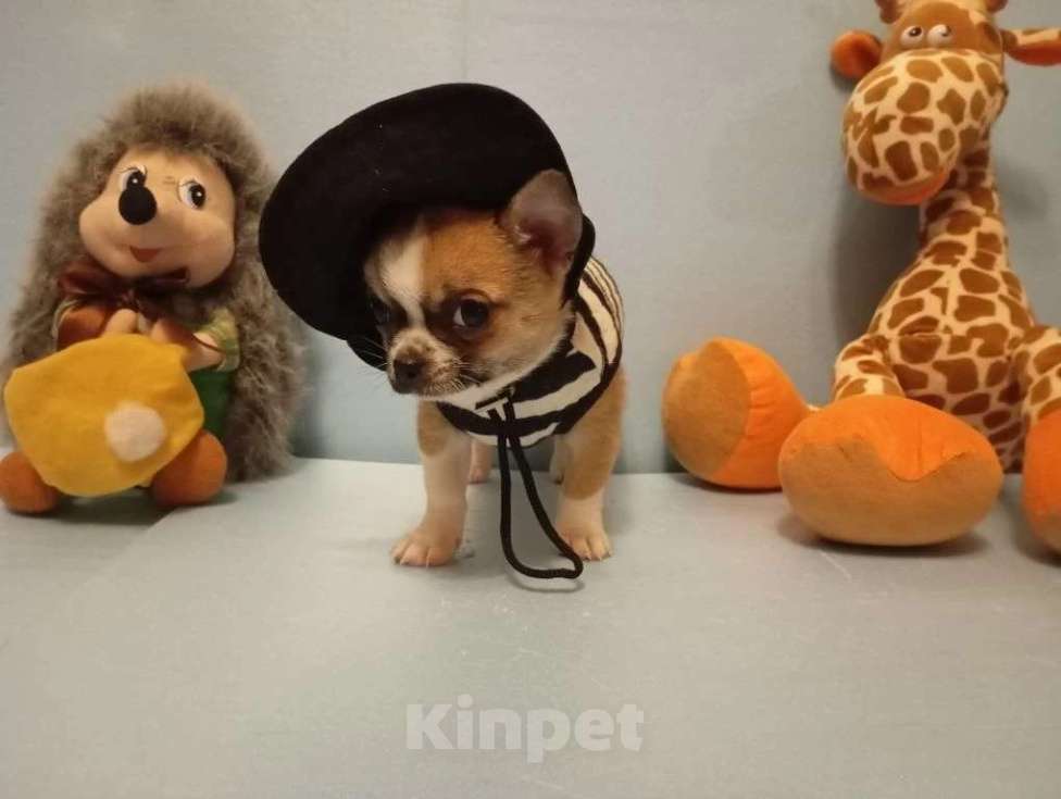 Собаки в Москве: Щенок чихуахуа, девочка Девочка, 50 000 руб. - фото 3