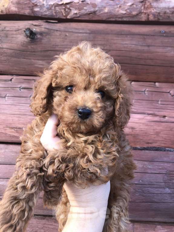 Собаки в других городах Московской области: Пудель Мальчик, 55 000 руб. - фото 3