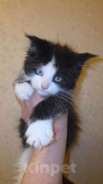 Кошки в Санкт-Петербурге: Котята породы Мальчик, Бесплатно - фото 1