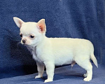 Собаки в Москве: Чихуахуа. Мальчик белый крем Мальчик, 50 000 руб. - фото 2