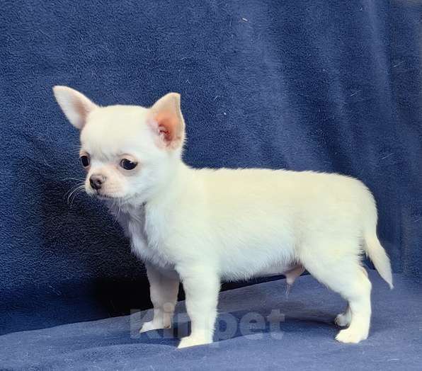 Собаки в Москве: Чихуахуа. Мальчик белый крем Мальчик, 50 000 руб. - фото 2