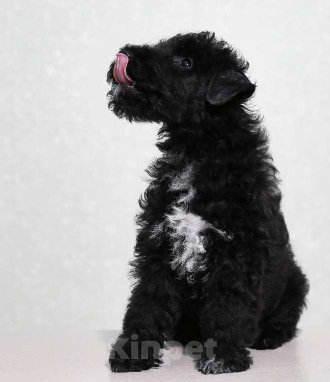 Собаки в Твери: Редкая порода лейкленд терьер Мальчик, 70 000 руб. - фото 2