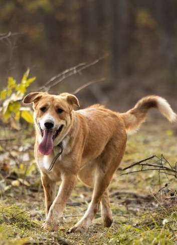 Собаки в Москве: Балу ищет дом Мальчик, Бесплатно - фото 3