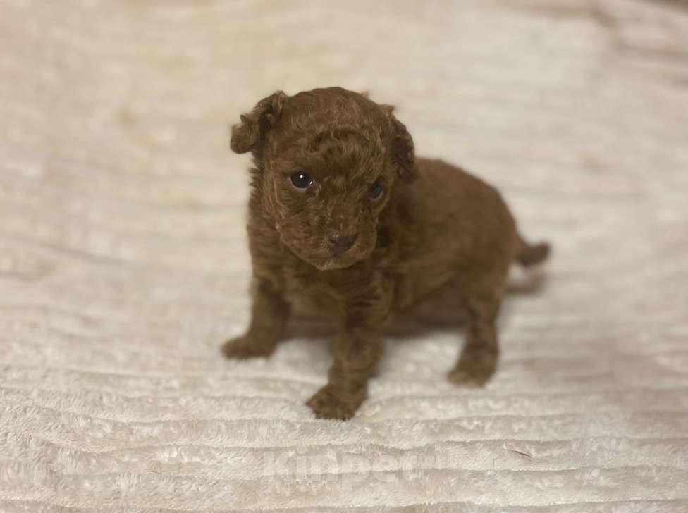 Собаки в Санкт-Петербурге: Очаровательная малышка той пудель девочка ред Браун  Девочка, Бесплатно - фото 1