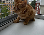 Кошки в Москве: Котенок девочка ищет дом Девочка, Бесплатно - фото 6