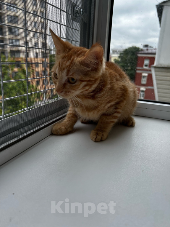 Кошки в Москве: Котенок девочка ищет дом Девочка, Бесплатно - фото 6