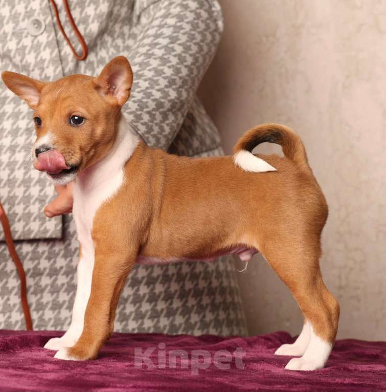 Собаки в Санкт-Петербурге: Щенок басенджи Мальчик, Бесплатно - фото 6