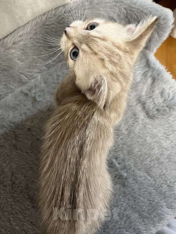 Кошки в Ростове-на-Дону: Манчкин (Мини) Девочка, Бесплатно - фото 4