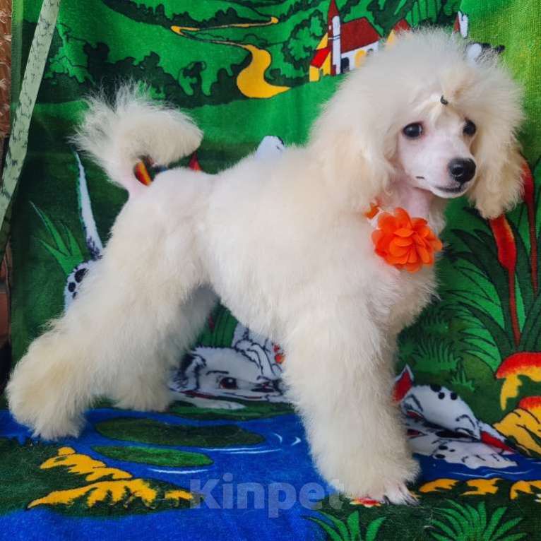 Собаки в Москве: Щенок той пуделя белая девочка Девочка, 100 000 руб. - фото 5