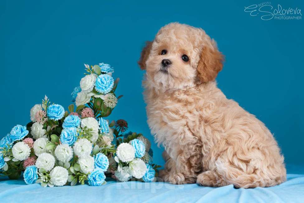 Собаки в Санкт-Петербурге: Щенки мальтипу Девочка, 120 000 руб. - фото 4