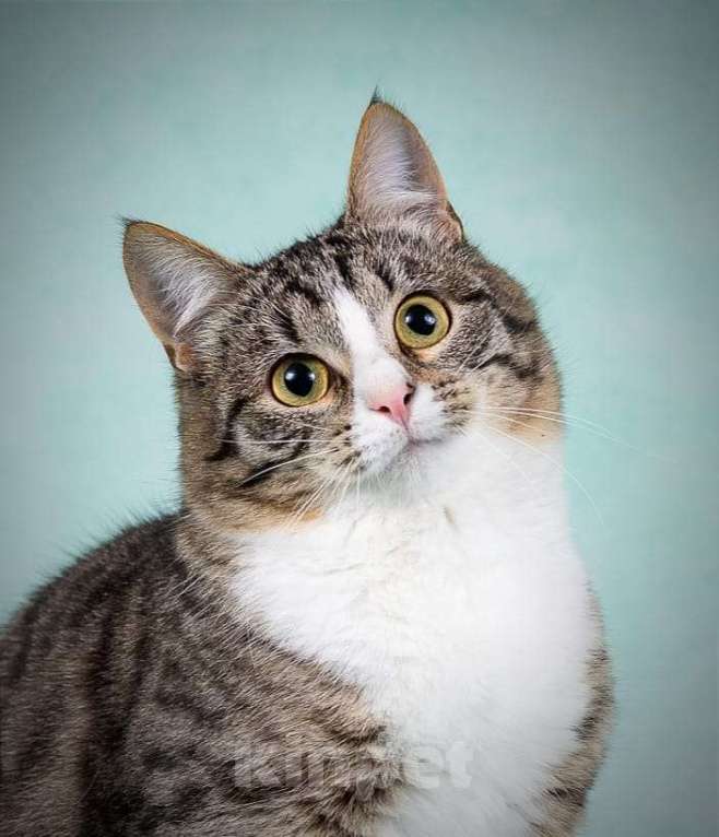 Кошки в Москве: Котики Тоша и Таша в добрые руки Мальчик, Бесплатно - фото 2