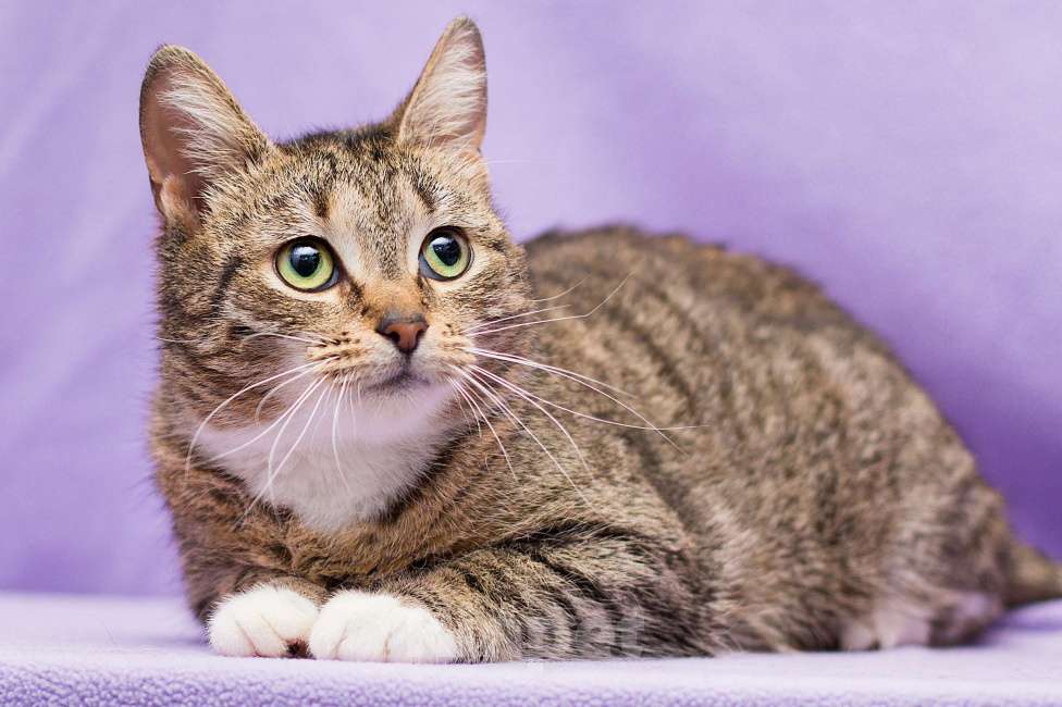 Кошки в Москве: Котенок Кристина ищет дом Девочка, Бесплатно - фото 3