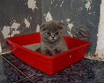 Кошки в Астрахани: Продаю котёнка Девочка, 6 000 руб. - фото 6