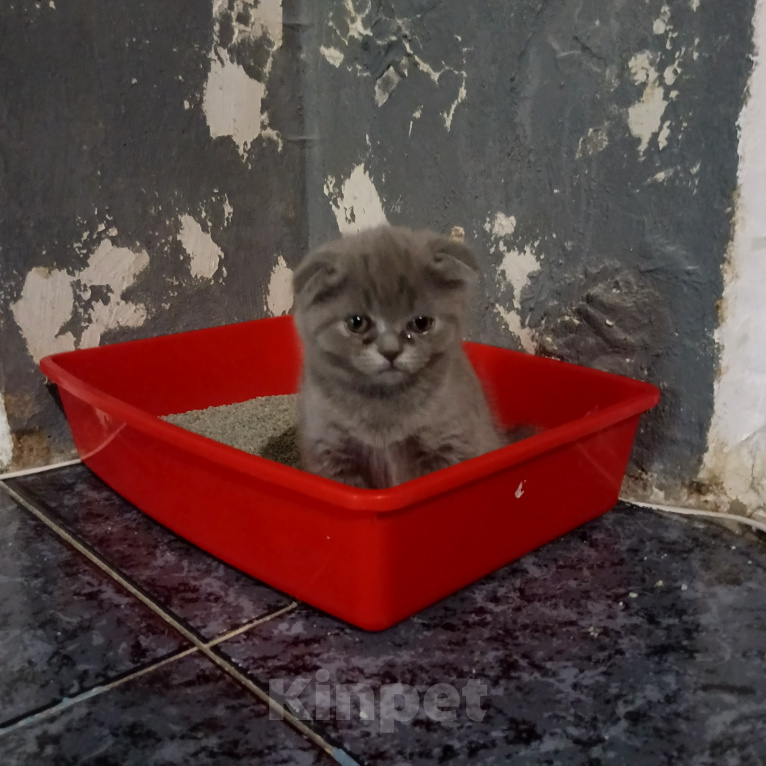 Кошки в Астрахани: Продаю котёнка Девочка, 6 000 руб. - фото 6