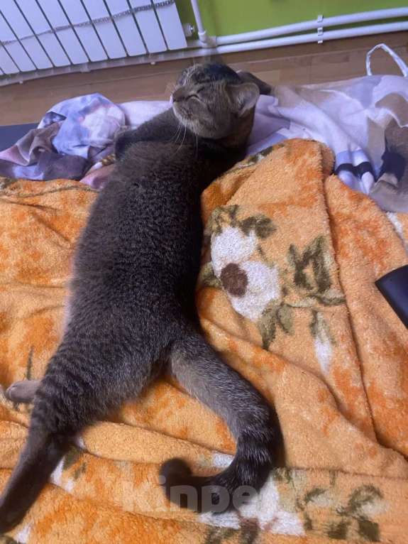 Кошки в Санкт-Петербурге: Отдам даром кошку Девочка, 100 руб. - фото 1