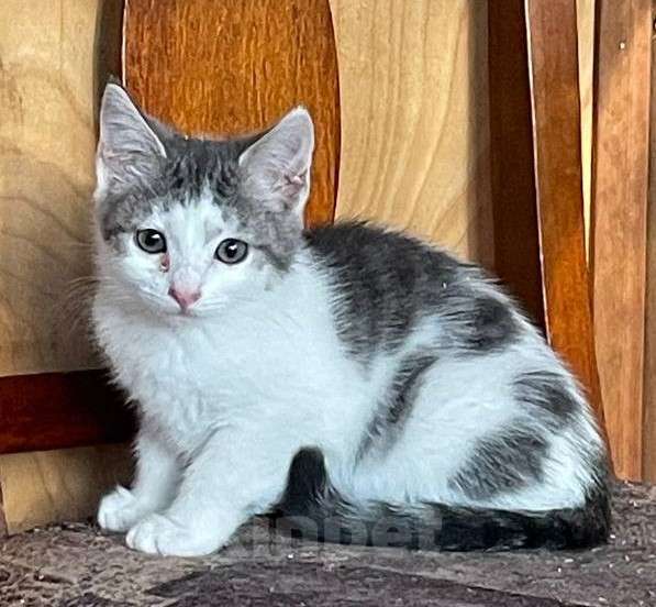 Кошки в других городах Ленинградской области: Прелестная девочка Люсьена в добрые руки Девочка, Бесплатно - фото 3