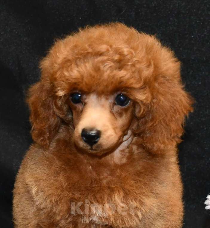 Собаки в Долгопрудном: Пуделя щенок  миниатюрный рыжий  КВИККИ  Мальчик, 100 000 руб. - фото 7