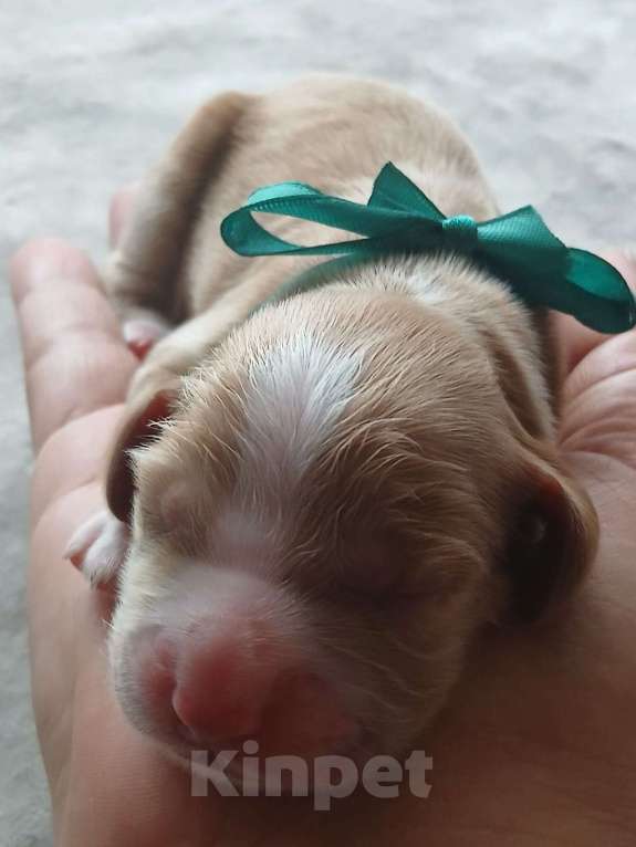 Собаки в Краснодаре: Щенки кокер спаниеля Девочка, 17 000 руб. - фото 2