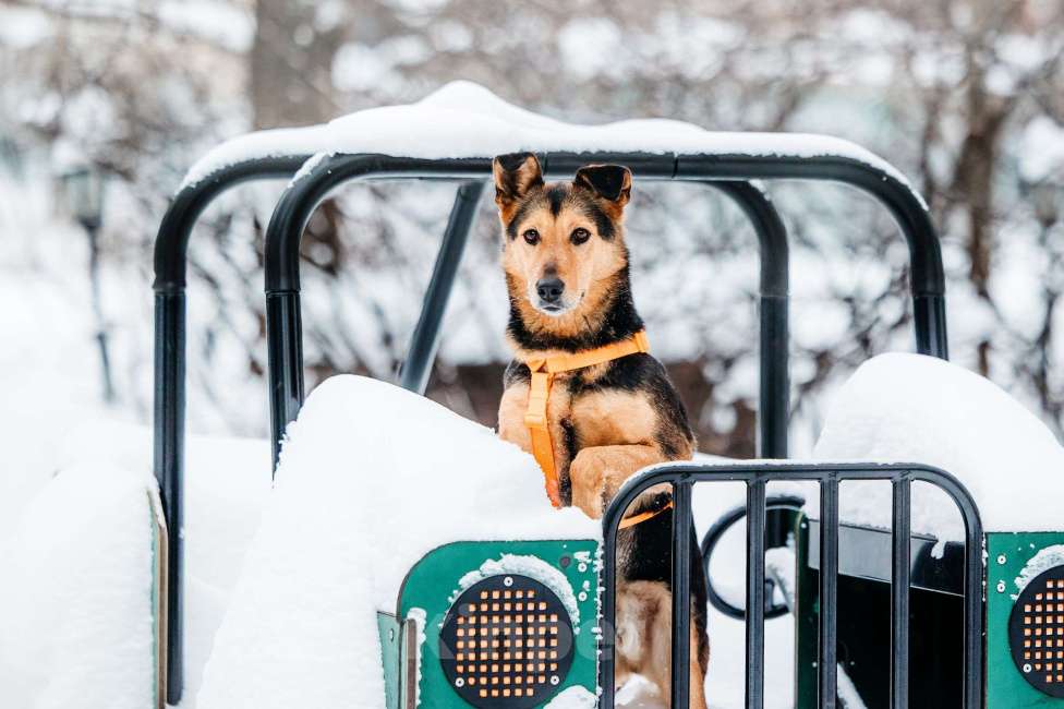 Собаки в Москве: Шабака ищет дом Мальчик, Бесплатно - фото 8
