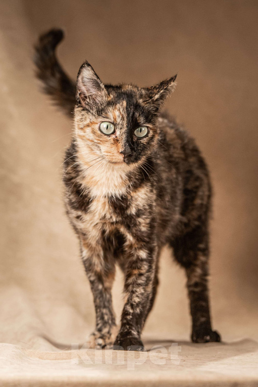 Кошки в Клине: Венеция — кошка в маске, полная контрастов Девочка, Бесплатно - фото 7