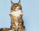 Кошки в Москве: Котята Мейн-Кун из питомника Девочка Девочка, 37 000 руб. - фото 2