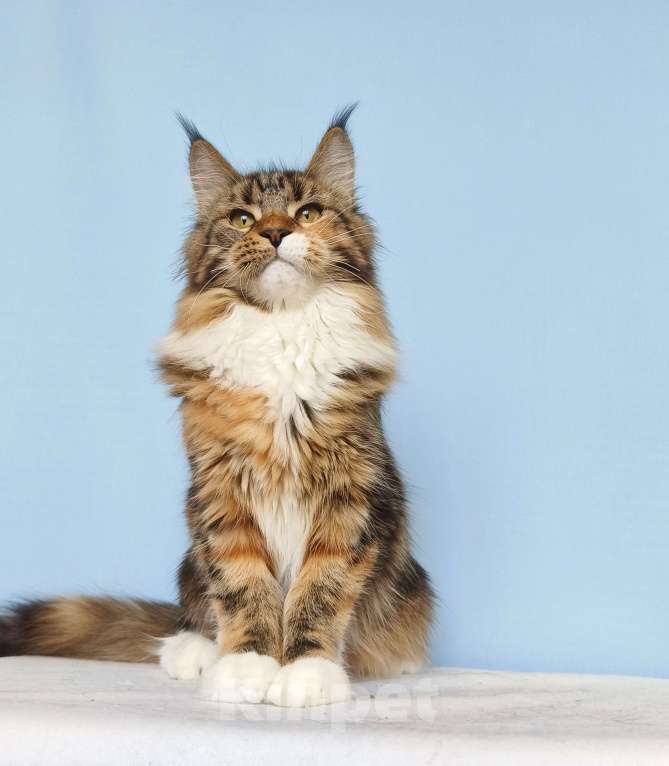 Кошки в Москве: Котята Мейн-Кун из питомника Девочка Девочка, 37 000 руб. - фото 2