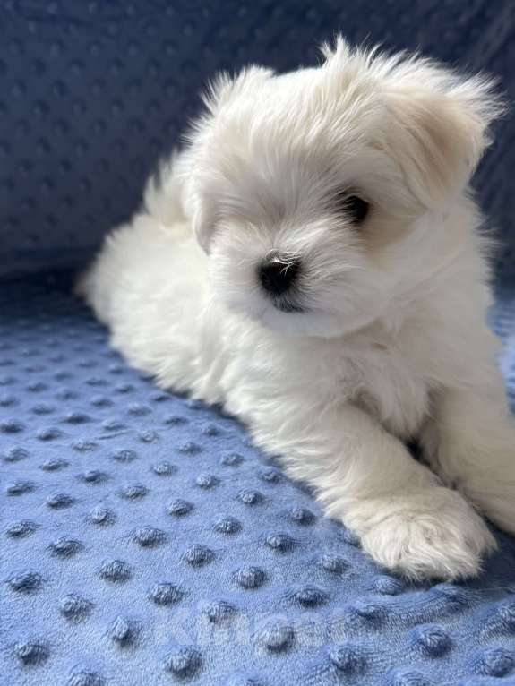 Собаки в Калининграде: Мальтезе Девочка, 150 000 руб. - фото 3