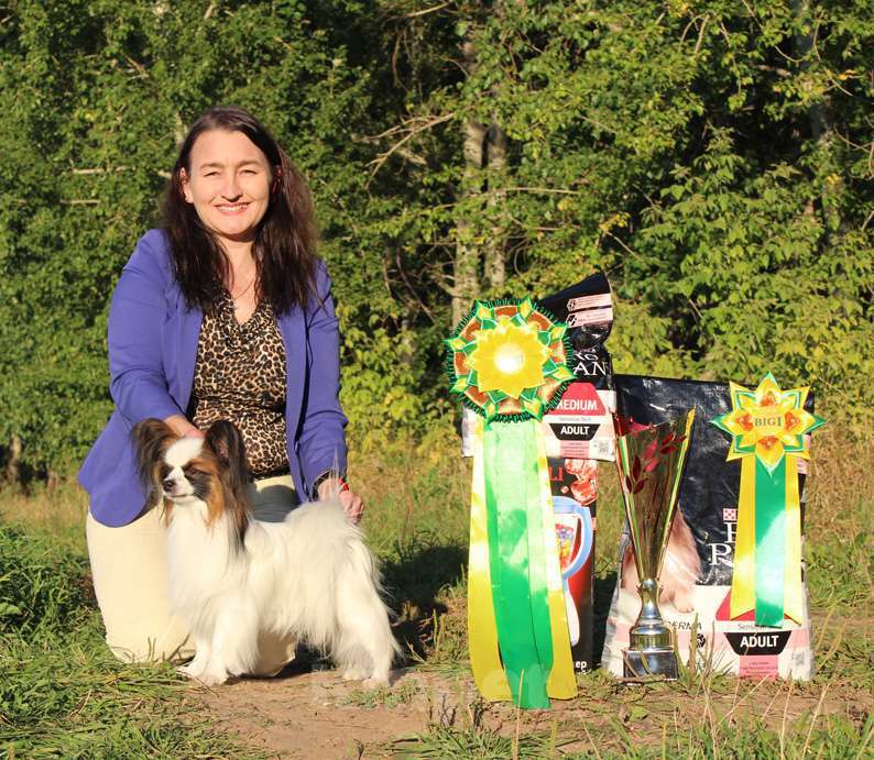 Собаки в Уфе: Папийон кобель для вязки Мальчик, 15 000 руб. - фото 2