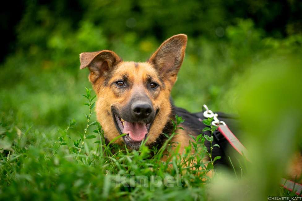 Собаки в Москве: Обаятельнейшая коротколапая овчарка Бирма Девочка, Бесплатно - фото 4