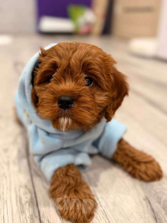 Собаки в Москве: Кавапу щенок мальчик Мальчик, 85 000 руб. - фото 4