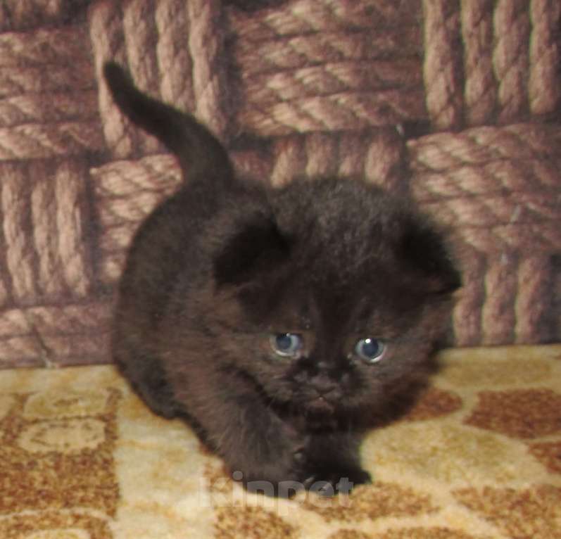 Кошки в Санкт-Петербурге: для раннего бронирования Мальчик, Бесплатно - фото 6