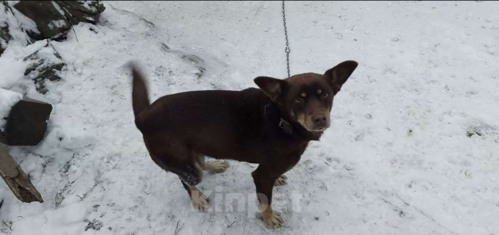 Собаки в Кемерово: Отдам щенков в добрые руки! Девочка, 10 руб. - фото 7