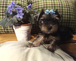 Собаки в Санкт-Петербурге: Щенки йоркширского терьера Мальчик, 22 500 руб. - фото 2