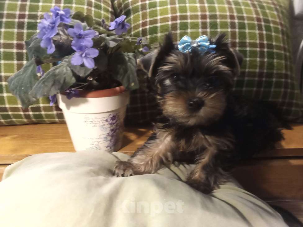 Собаки в Санкт-Петербурге: Щенки йоркширского терьера Мальчик, 22 500 руб. - фото 2