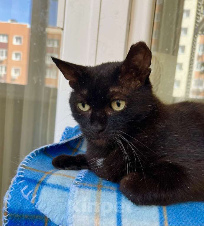 Кошки в Москве: Яркая личность кошечка Бавария в добрые руки Девочка, Бесплатно - фото 4
