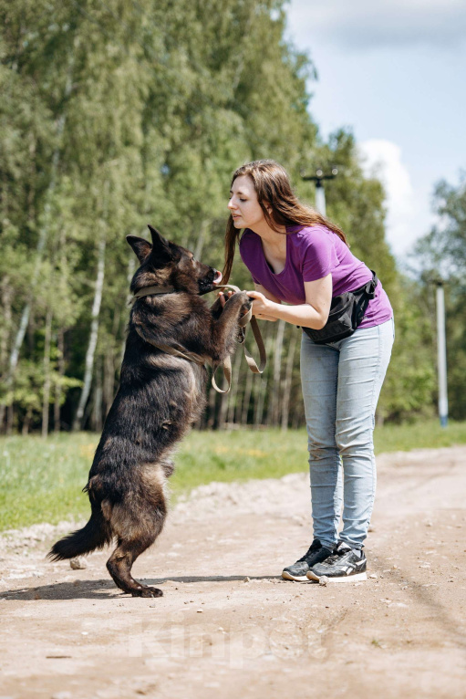 Собаки в Москве: В добрые руки! Мальчик, Бесплатно - фото 7