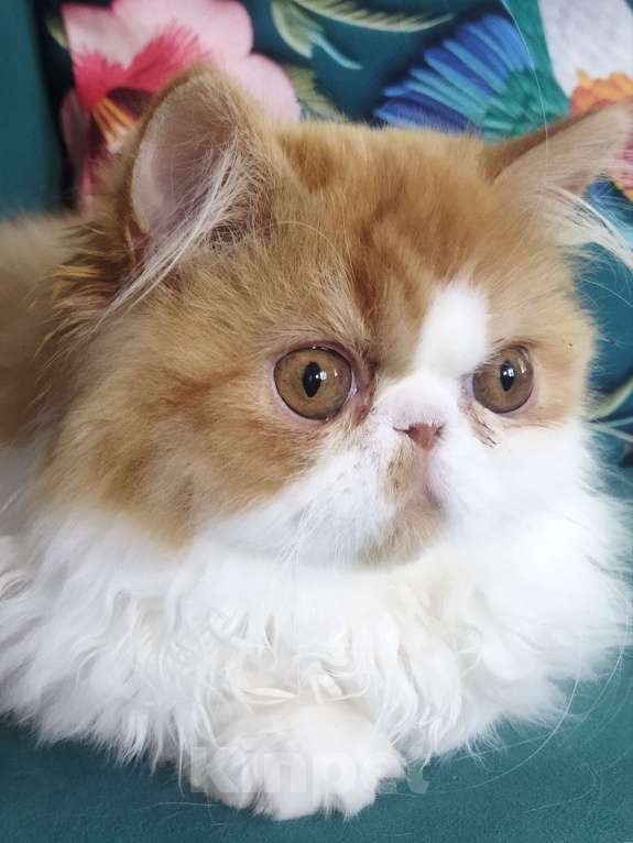 Кошки в Москве: Мега красивая ласкушечка Девочка, 30 000 руб. - фото 4