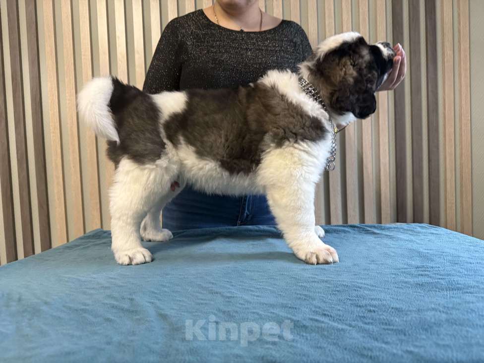 Собаки в Тамбове: Щенки Московской сторожевой Мальчик, Бесплатно - фото 2