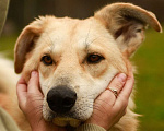 Собаки в Москве: Ари Девочка, Бесплатно - фото 4
