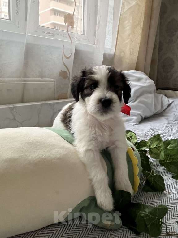 Собаки в Краснодаре:  Щенок эстонской гончей  Девочка, 3 000 руб. - фото 4